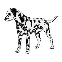 Vizsla Animals Vizsla Animals