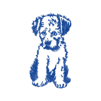 Welsh Terrier Animals Welsh Terrier Animals