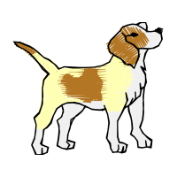 Westphalian Dachsbracke Animals Westphalian Dachsbracke Animals