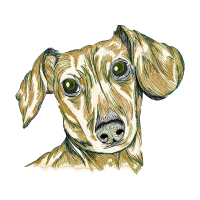 Whippet Animals Whippet Animals