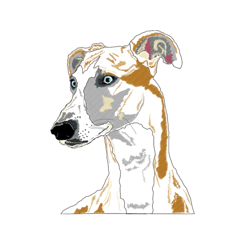 Whippet Animals Whippet Animals