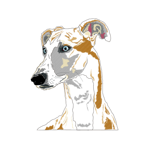 Whippet Animals Whippet Animals