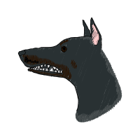 Whippet Animals Whippet Animals