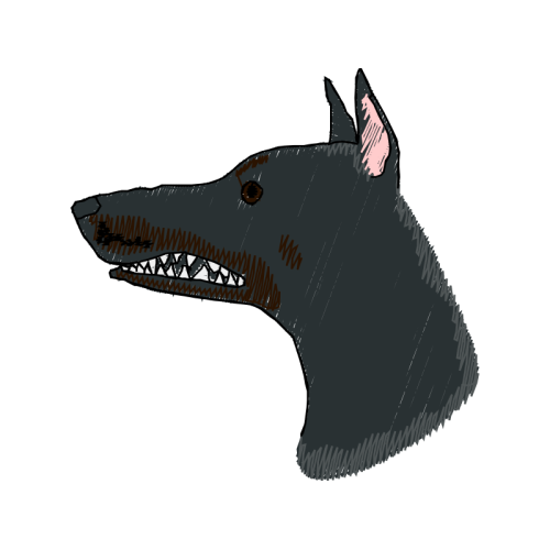 Whippet Animals Whippet Animals