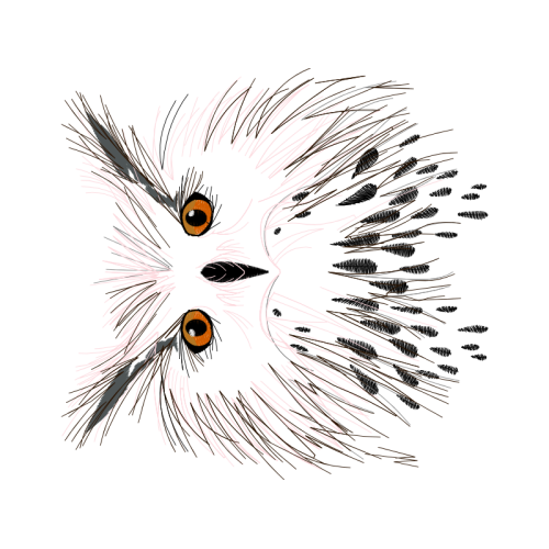 Wildlife Animals Wildlife Animals