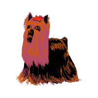 Yorkshire Terrier Animals Yorkshire Terrier Animals