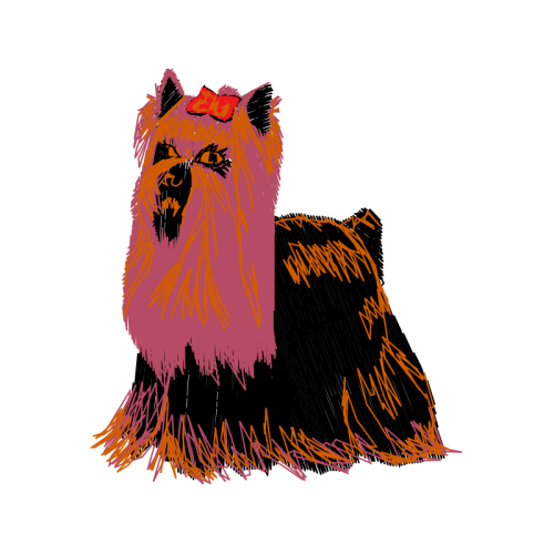 Yorkshire Terrier Animals Yorkshire Terrier Animals
