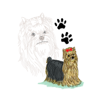 Yorkshire Terrier Animals Yorkshire Terrier Animals