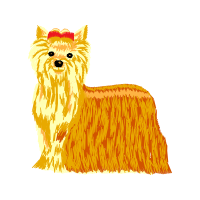 Yorkshire Terrier Animals Yorkshire Terrier Animals