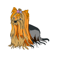 Yorkshire Terrier Animals Yorkshire Terrier Animals