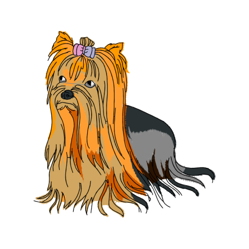 Yorkshire Terrier Animals Yorkshire Terrier Animals