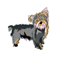 Yorkshire Terrier Animals Yorkshire Terrier Animals