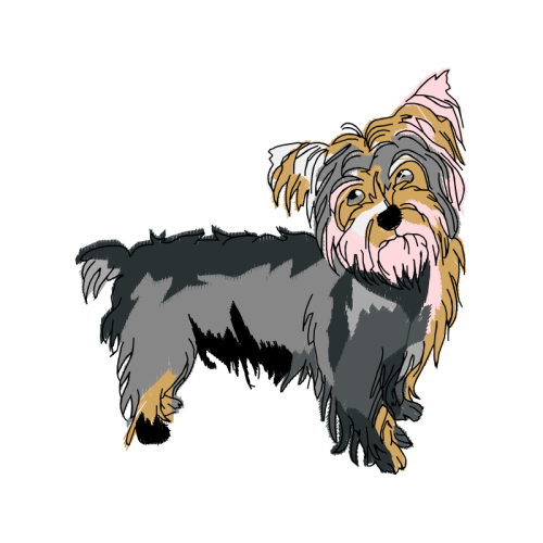 Yorkshire Terrier Animals Yorkshire Terrier Animals