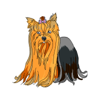 Yorkshire Terrier Animals Yorkshire Terrier Animals