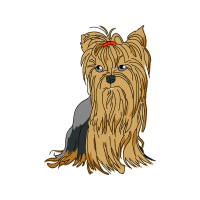 Yorkshire Terrier Animals Yorkshire Terrier Animals