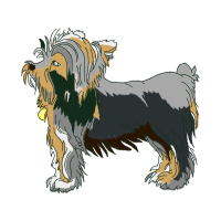 Yorkshire Terrier Animals Yorkshire Terrier Animals