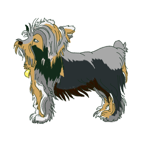 Yorkshire Terrier Animals Yorkshire Terrier Animals