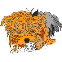 Yorkshire Terrier Animals Yorkshire Terrier Animals