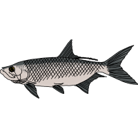 Amur Bitterling Animals Amur Bitterling Animals