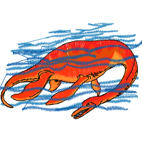 Antarctic Krill Animals Antarctic Krill Animals