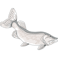 Art Animals Art Animals