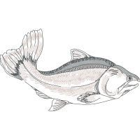 Art Animals Art Animals