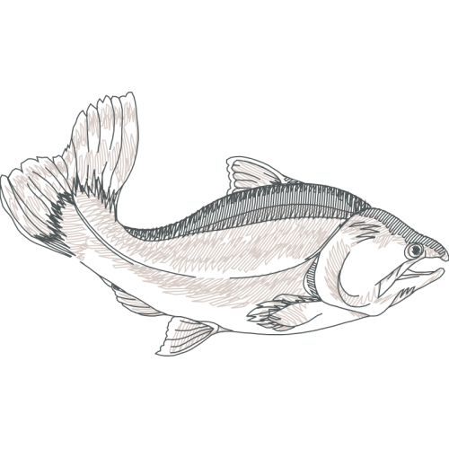 Art Animals Art Animals