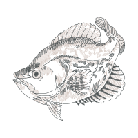 Art Animals Art Animals