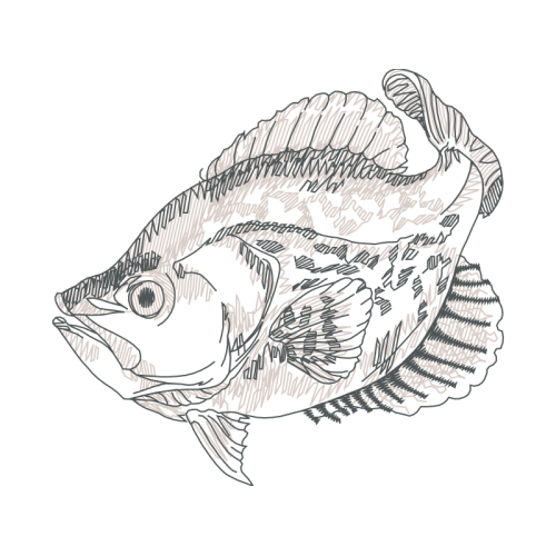 Art Animals Art Animals