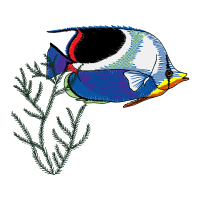 Art Animals Art Animals