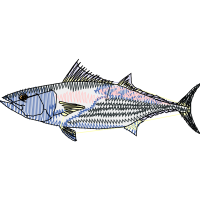 Atlantic Bluefin Tuna Animals