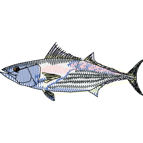 Atlantic Bluefin Tuna Animals Atlantic Bluefin Tuna Animals