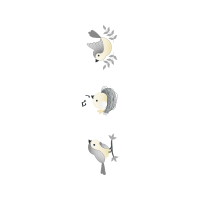 Bearded Seal Animals