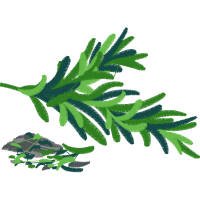 Black Spruce Animals Black Spruce Animals