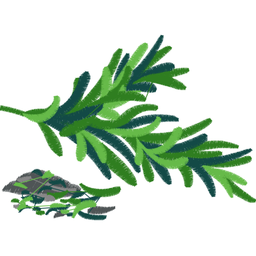 Black Spruce Animals Black Spruce Animals