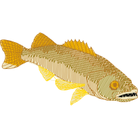 Bony Fishes Animals Bony Fishes Animals