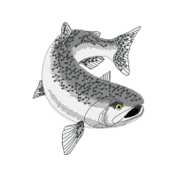 Bony Fishes Animals Bony Fishes Animals