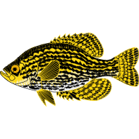 Bony Fishes Animals Bony Fishes Animals