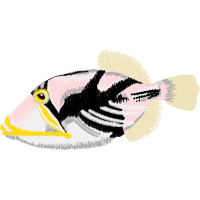 Bony Fishes Animals Bony Fishes Animals