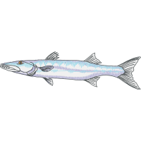 Bony Fishes Animals Bony Fishes Animals