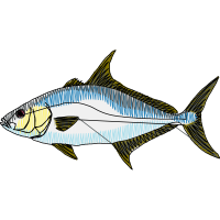 Bony Fishes Animals Bony Fishes Animals