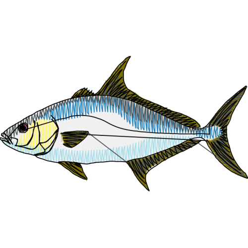 Bony Fishes Animals Bony Fishes Animals