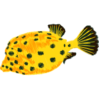 Bony Fishes Animals Bony Fishes Animals