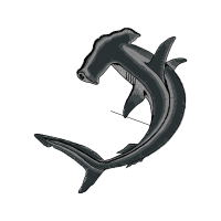 Bottlenose Dolphin Animals Bottlenose Dolphin Animals