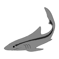 Bottlenose Dolphin Animals Bottlenose Dolphin Animals