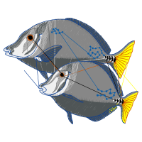 Butterflyfish Animals Butterflyfish Animals