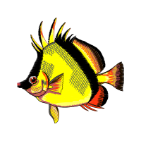 Butterflyfish Animals Butterflyfish Animals