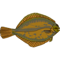 California Halibut Animals California Halibut Animals