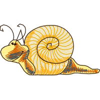 Chambered Nautilus Animals