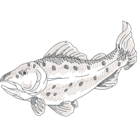 Coastal Cutthroat Trout Animals